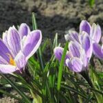 Szafran wiosenny, krokus wiosenny — Crocus vernus