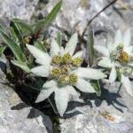 Szarotka alpejska — Leontopodium alpinum