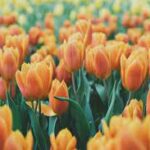 Tulipan — Tulipa spp. 2