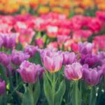 Tulipan — Tulipa spp. 3