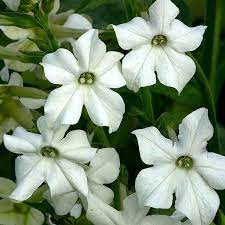 Tytoń ozdobny — Nicotiana affinis, N. alata grandiflora