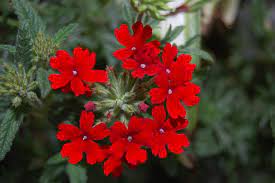 Witułka ogrodowa, werbena — Verbena hybrida