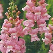 Wyżlin większy, lwia paszcza — Antirrhinum majus