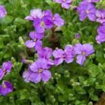 Żagwin zwyczajny — Aubrieta deltoidea