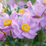 Zawilec ogrodowy, anemon japoński — Anemone hybrida