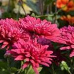 Złocień, chryzantema — Chrysanthemum spp.